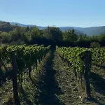 Olivi - A Natural Paradise Near Motovun فيلة Brkac