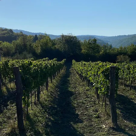 Olivi - A Natural Paradise Near Motovun 빌라 Brkac
